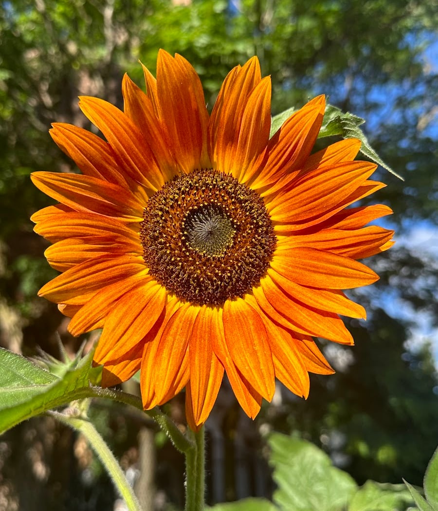 Hart to Hart Community Garden 1